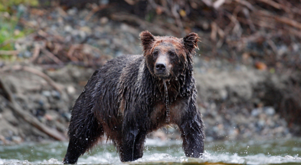 A teenage grizzly bear walking through a body of water. End of image description. 