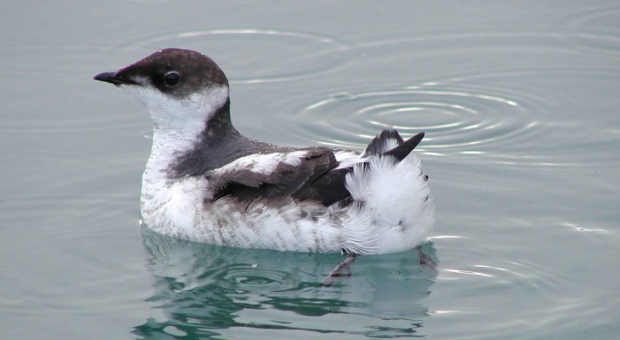 A marbled murrelet swimming in the water. End of image description. 