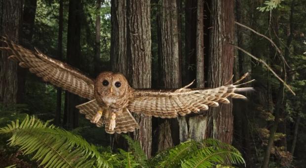 A spotted owl flying through the forest. End of image description. 