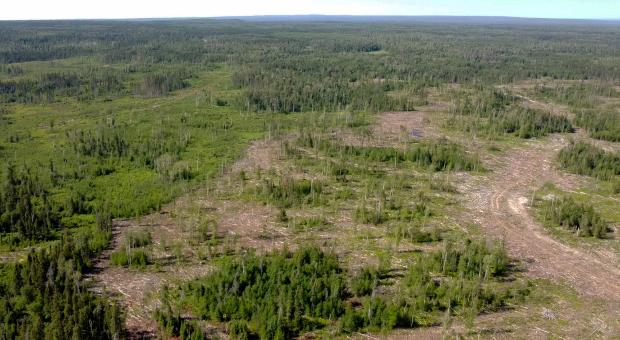 Large clearcuts in Duck Mountain Provincial Park