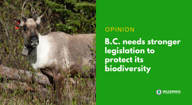 A caribou with a tracking collar on. Text on the image says "opinion: BC needs a strong biodiversity law." End of image description. 