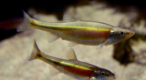 Two Redside Dace minnow fishes. End of image description. 