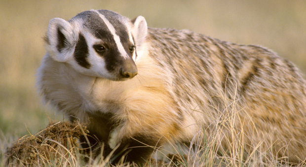 An American badger. 