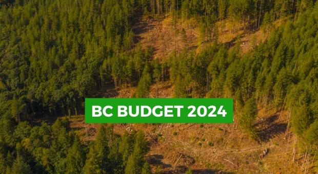 A shot of clearcuts in an old-growth forests. Text over the image says "BC Budget 2024". End of image description. 