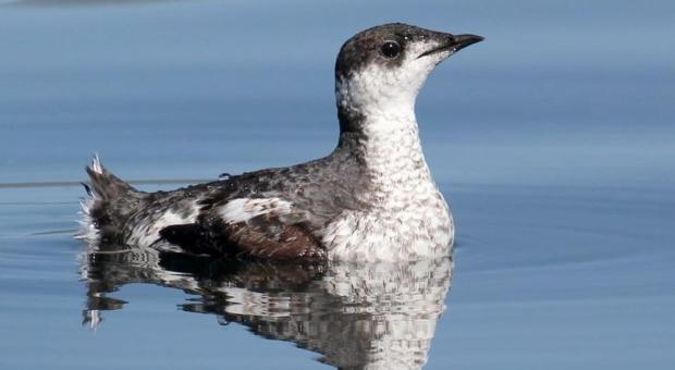 A marbled murrelet swimming in the water. End of image description. 