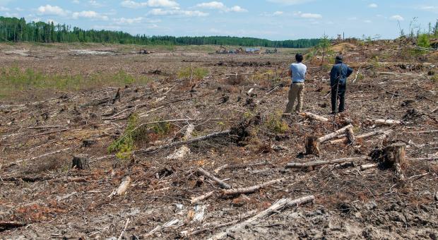 Forest razed before Environment Act licence issued in 2012 in Hollow Water First Nation