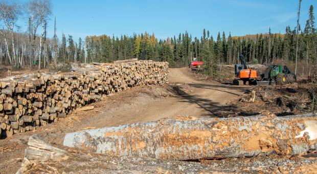 Aspen logs piled inside of Duck Mountain Provincial Park (October 2022)