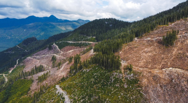 An aerial shot of a clearcut in an old-growth forest. End of image description.