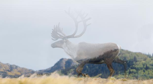 A caribou in a forest, it's been edited to look like it's fading away. End of image description.