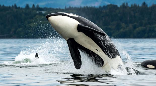 Photo: Killer whale breaching (Dave Hutchison).