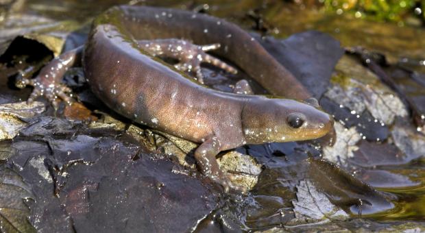 A Jefferson salamander sitting on a rock in a stream (Robert McCaw)