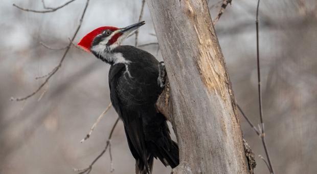 A Pileated woodpecker with a black body and a bright red, tufted head hangs on the bark of a tree. Save Lemay Forest, Lemay Forest Winnipeg St. Norbert