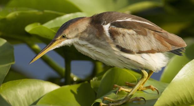 Photo: Least Bittern (John Cornell)