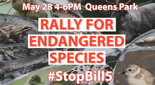 A background featuring various endangered bird, animal and insect species in Ontario. Text on the image says "May 28, 4-6PM Queens Park. Rally for Endangered Species. #StopBill5."