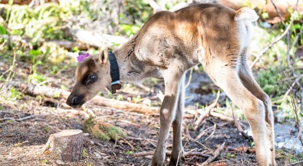 A sun-dappled baby caribou walking on a forest floor with wobbly legs. 