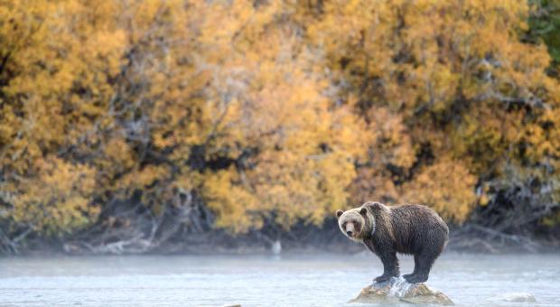 Photo: A grizzly bear near Blue River, B.C. (John E. Marriott) 