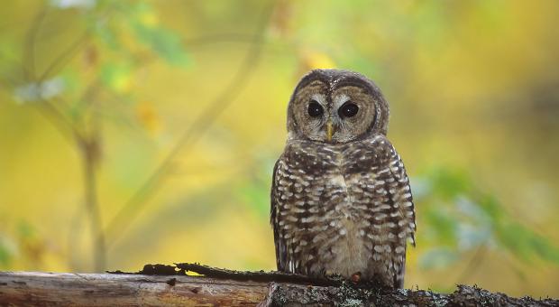 Northern Spotted Owl (Jared Hobbs)