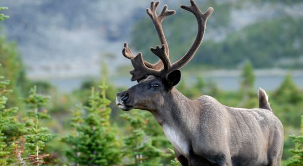 Caribou. Photo credit: Mark Bradley
