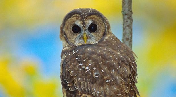  Northern Spotted Owl (Jared Hobbs)