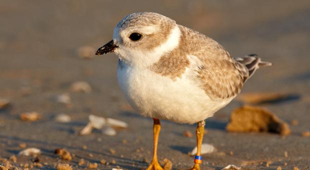 Juvenile piping plover with a sandy-colored body, a white belly and a black beak. It's little yellow legs stand on a pebble-strewn beach.