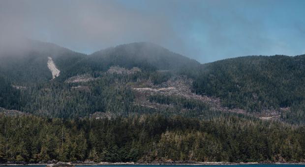 This is an image of forests on Vancouver Island, B.C.