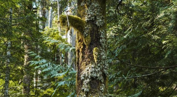 This is an image of mossy old-growth trees in Walbran Valley.