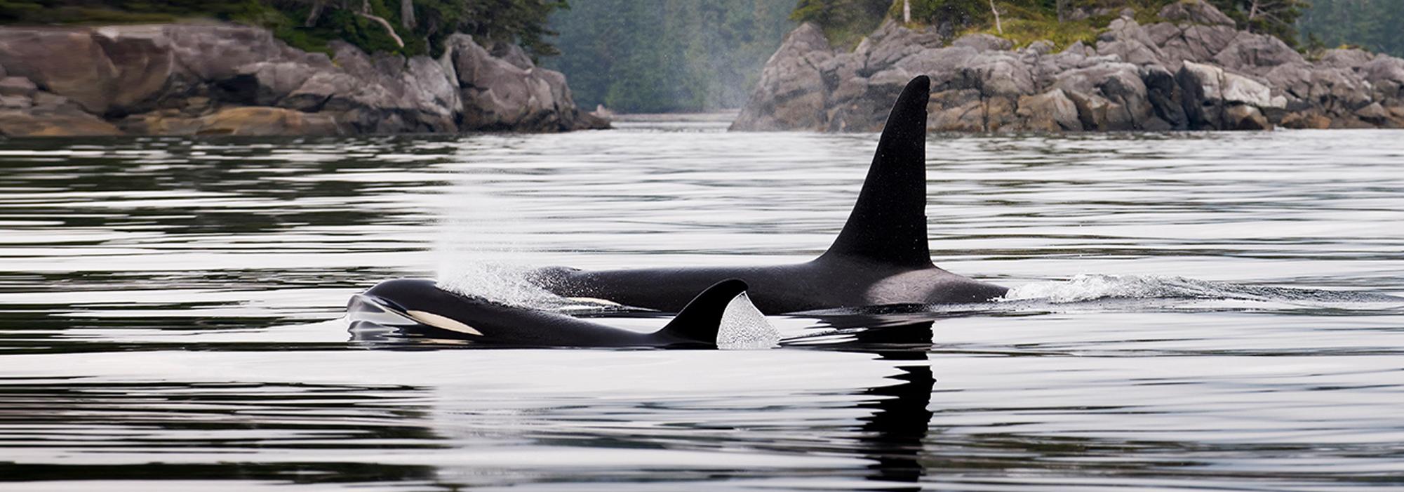 Two orcas surfacing near rocky islands