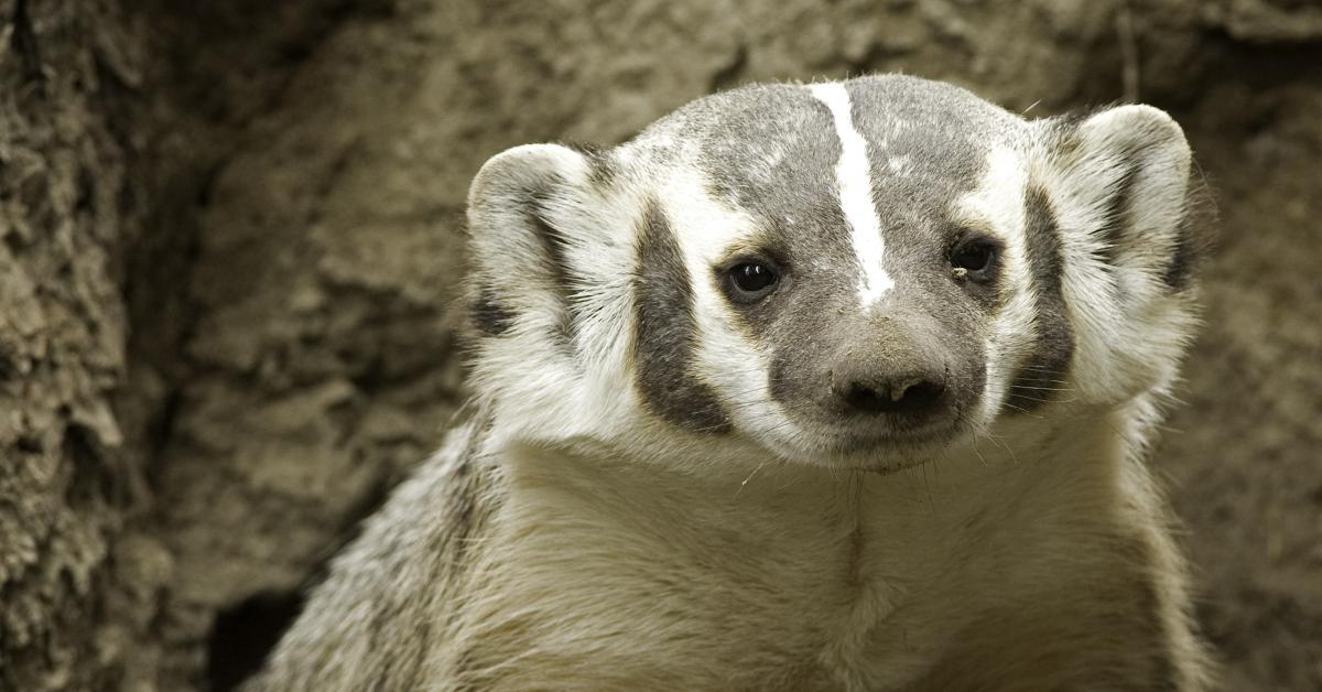 BC Species at Risk Law | Wilderness Committee BC Species at Risk Law | Wilderness Committee