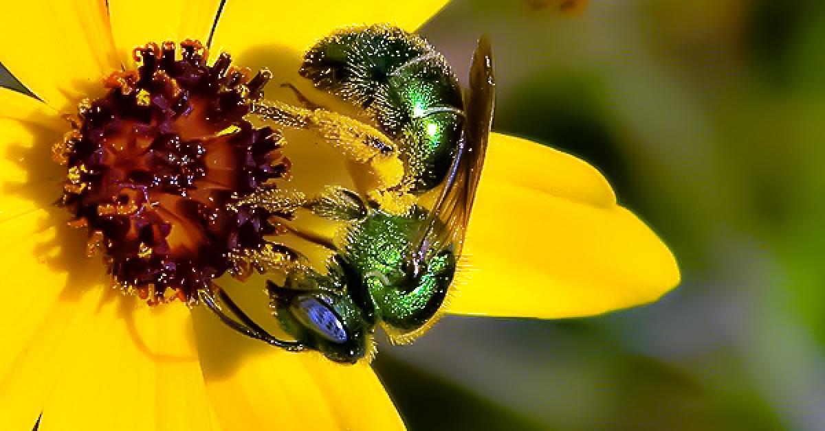 native plants pollinators bee wilderness
