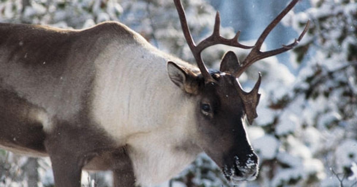 caribou boreal woodland