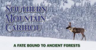 Southern mountain caribou in the snowy Hart range (David Moskowitz).