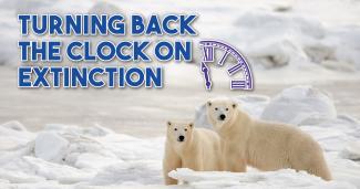 Polar bear and cub — special concern (DonJohnstonphotos.com).