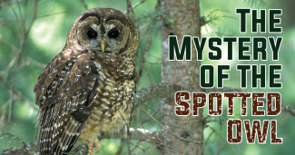 A spotted owl perched on a branch. Text on the image says "The Mystery of the Spotted Owl". End of image description.