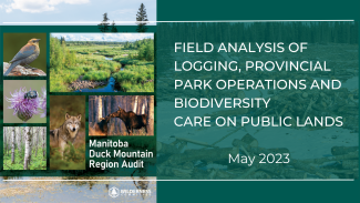 The cover of the Manitoba Duck Mountain Region Audit (featured in white text in the middle of the photo). There is a picture of rusty blackbird, a stream, a bumble bee in a purple flower, a forest, a wolf and two moose. The Wilderness Committee logo is on the very bottom. The right side of the image is a clear cut area with white text overlaid that reads "Field analysis of logging, Provcincial Park Operations and biodiversity care on public lands. May 2023"