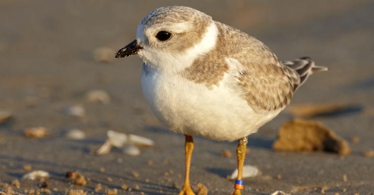 A small piping plover stands on a rocky beach. It is sand coloured on top but bright white on the belly with a black ring around it's neck and flat, yellow feet.