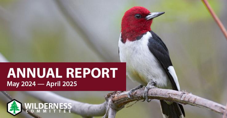 "Annual Report" for 2024 to 2025 with a Red-headed woodpecker on the cover