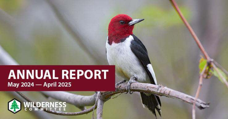 A redheaded woodpecker perched on a tree branch.