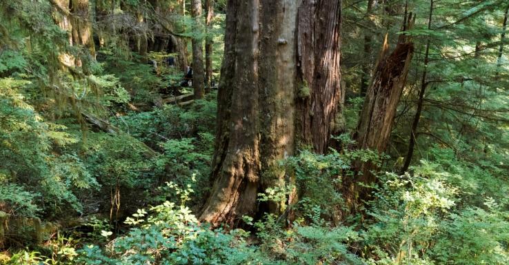 This is an image of an old-growth tree in Walbran Valley, B.C.