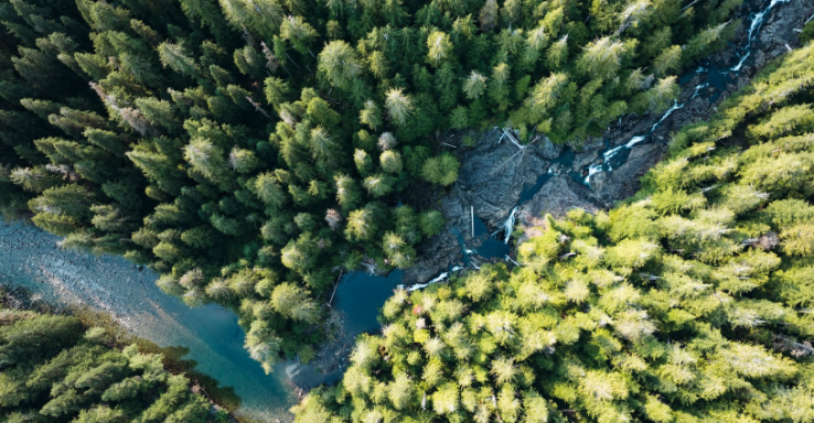 An aerial shot of Walbran Valley, a river is flanked on either side by abundant old-growth forests. End of image description.