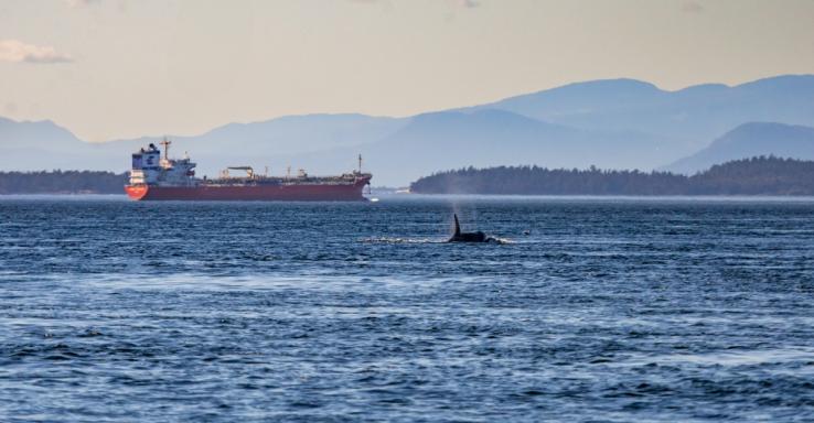This is an image of an orca swimming in the Salish Sea.