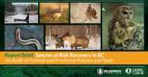 Photos of an owl, a sharp tailed grouse, a butterfly, a killer whale, a salamander and a caribou herd. Text on the image reads "Report Brief: Species at Risk Recovery in BC. An audit of federal and provincial policies and tools." There are logos for the Wilderness Committee and Sierra Club at the bottom of the image. End of image description.