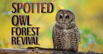 Spotted Owl Forest Revival Cover, a spotted owl perched on a log