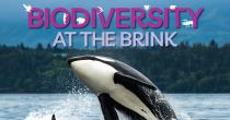 Killer whale breaching