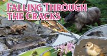 Variety of species at risk seen through shattered glass