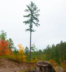 Algonguin Park