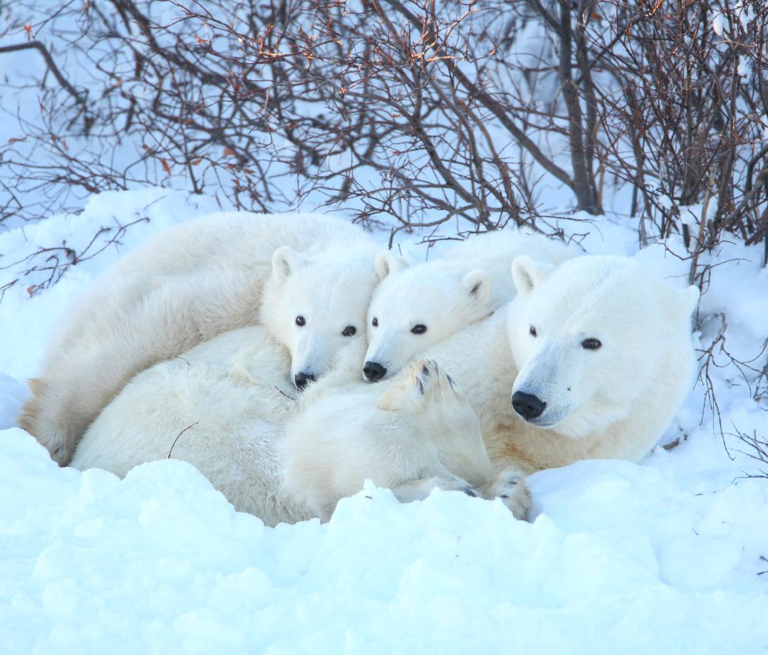 A polar bear family - a mom and two cubs - hanging out and cuddling together. End of image description.