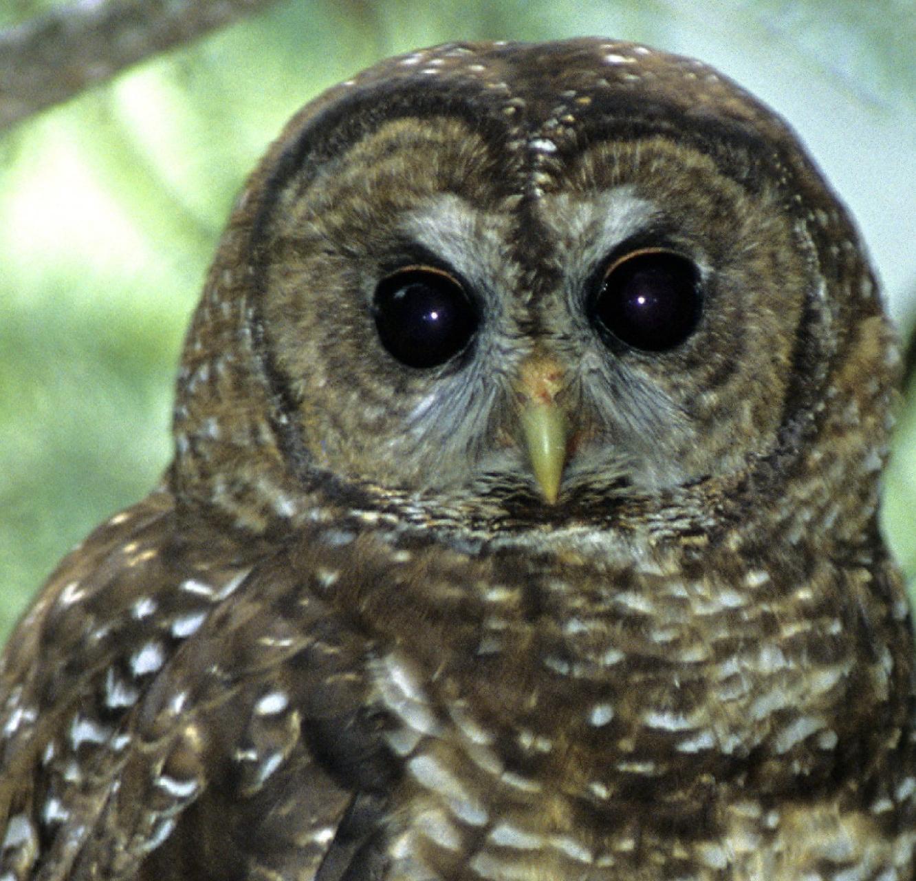 A spotted owl stares into the camera from its tree perch