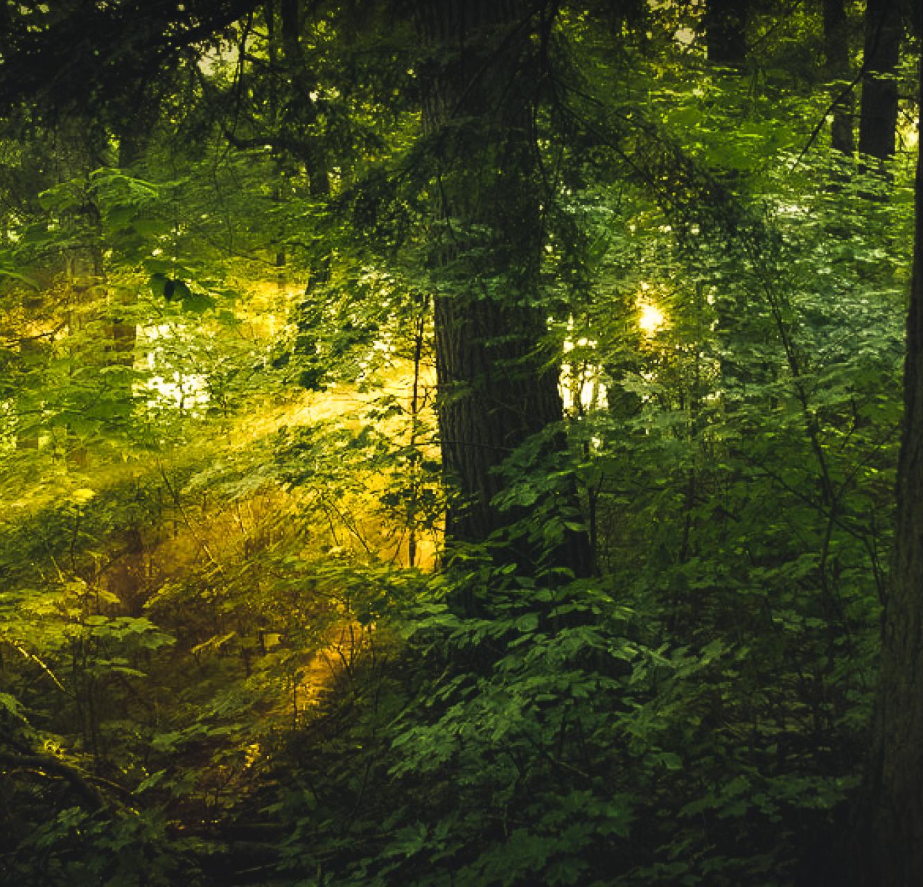 Sun shining from behind a woodland