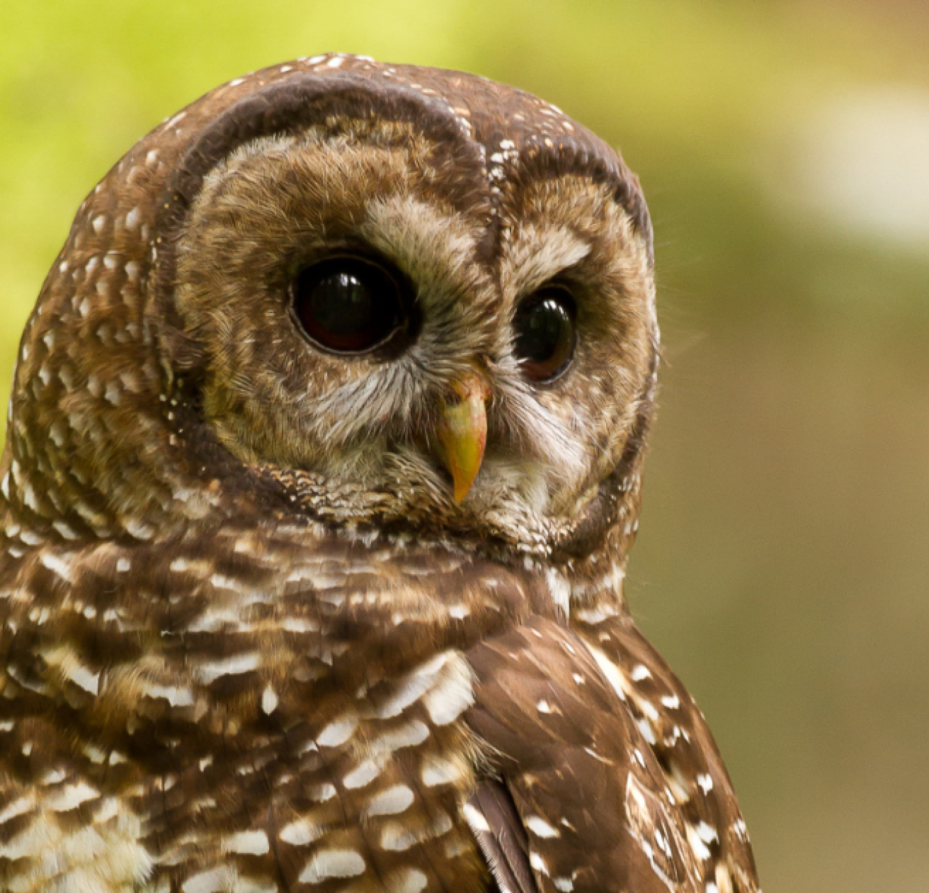 A spotted owl. End if image description.