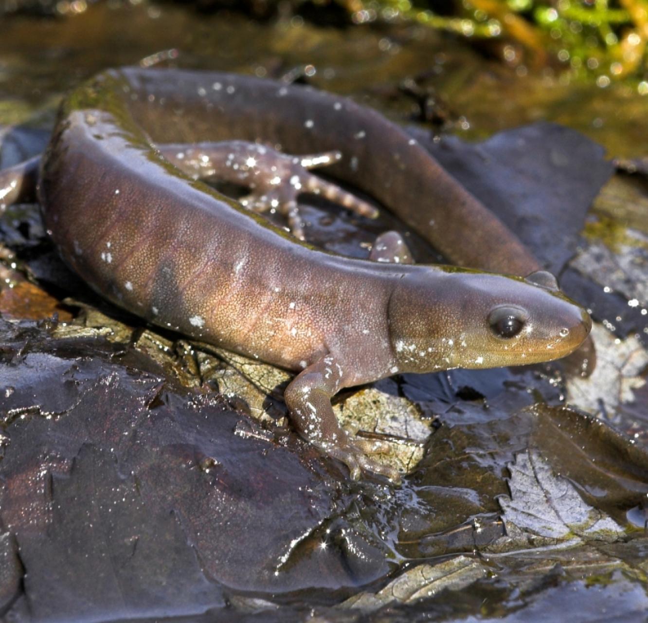 A Jefferson salamander sitting on a rock in a stream (Robert McCaw)